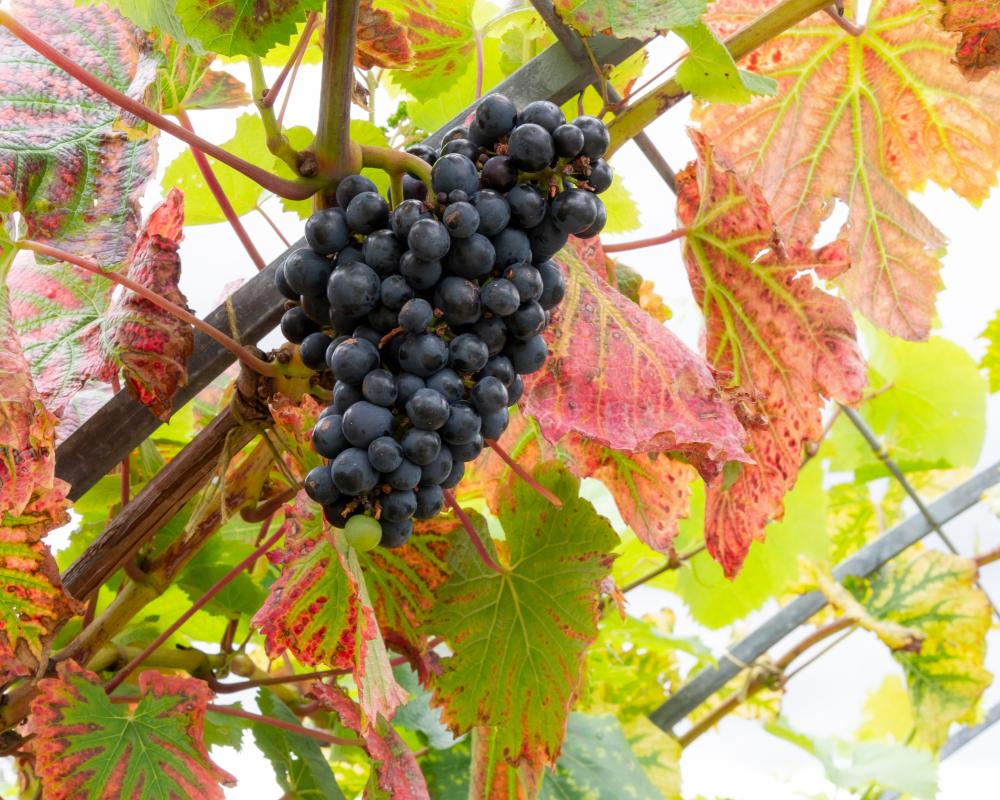 How Plants Fared in Summer Heatwaves: Survival Tips