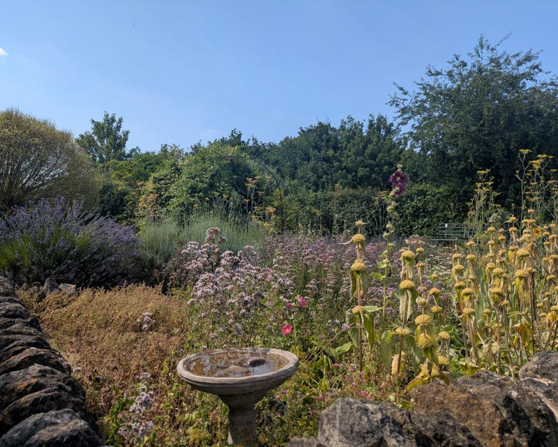 John Clare’s Garden: A Personal Nature Connection