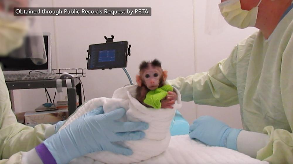 PETA Video Exposes Infant Monkey Experiments at UW Primate Center