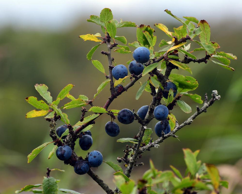 Autumn Foraging Guide: Discover Wild Fruits on Nature Walks