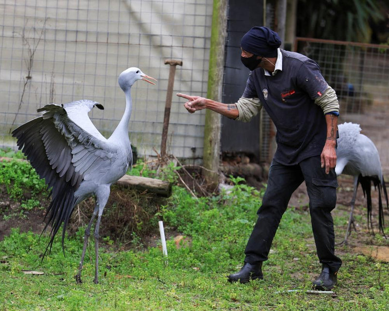 Blue Crane Elegance: Conservation Crisis for South Africa's National