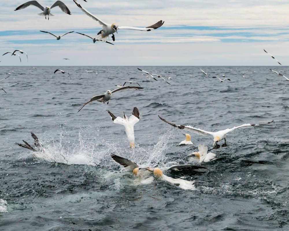 Offshore Windfarm Threatens Bass Rock Seabirds