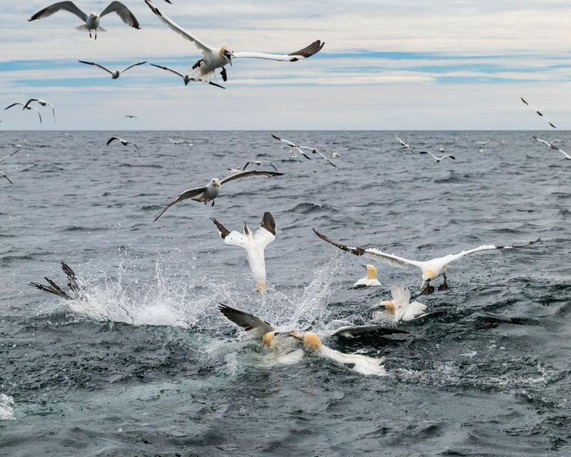 Offshore Windfarm Threatens Bass Rock Seabirds
