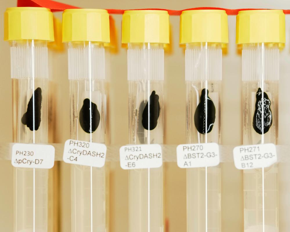 Nobel Prize in Medicine 2025: Light-Sensitive Algae Discovery Wins