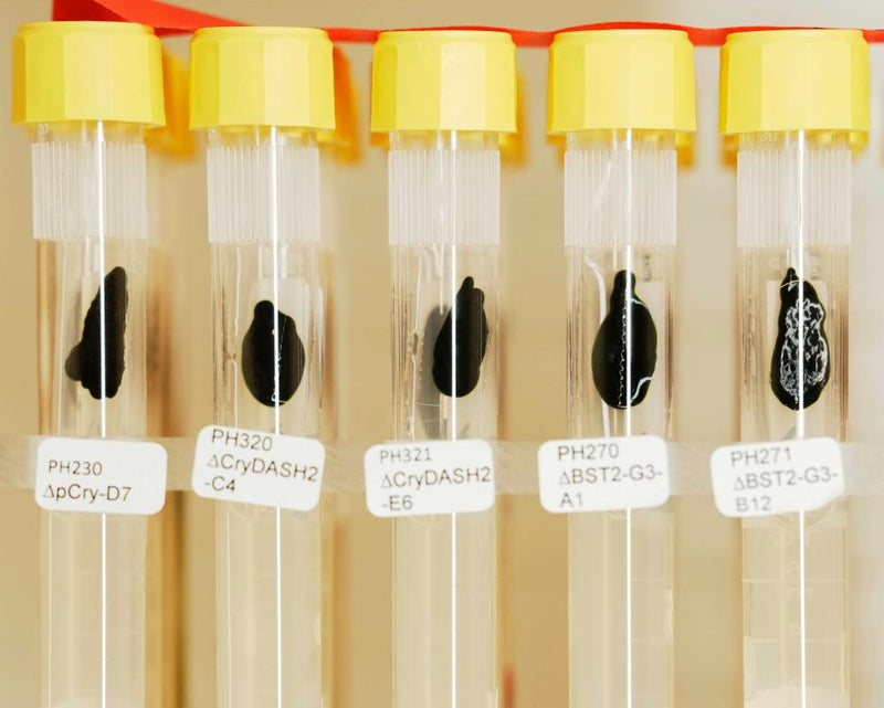 Nobel Prize in Medicine 2025: Light-Sensitive Algae Discovery Wins
