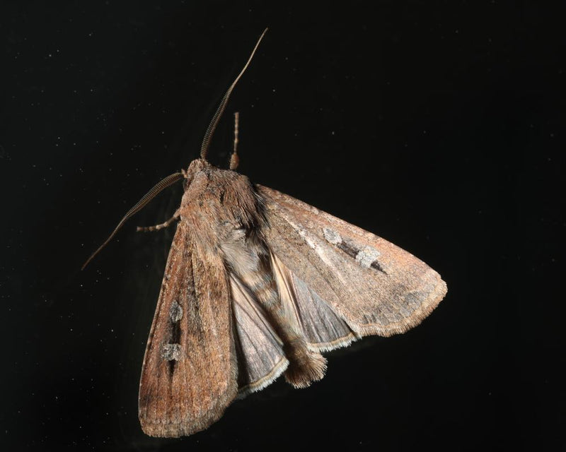 Bogong Moth Swarms Baffle NSW Weather Radars