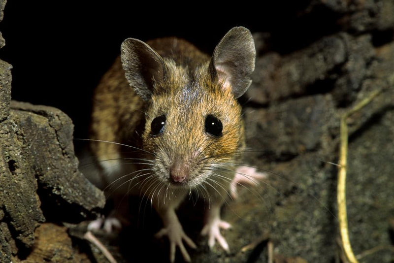 Wood Mice Hoarding Opium Seeds: A Garden Mystery Explained
