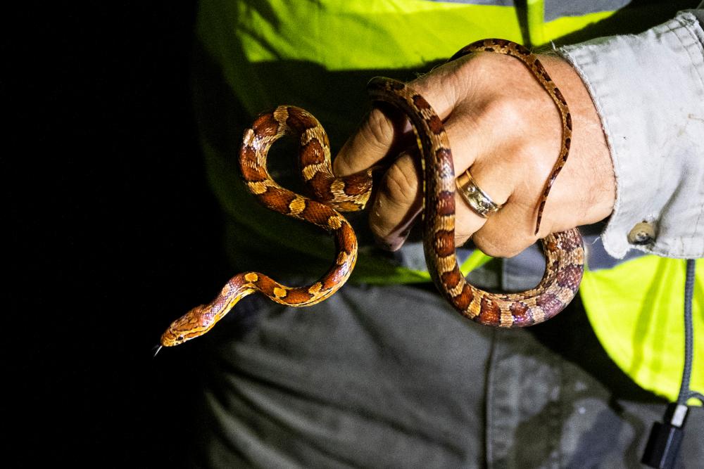 Florida Python Challenge Winner Kills 96 Invasive Snakes