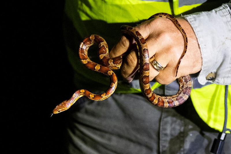 Florida Python Challenge Winner Kills 96 Invasive Snakes