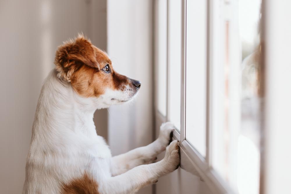 What Happens to a Dog When Its Owner Enters Care