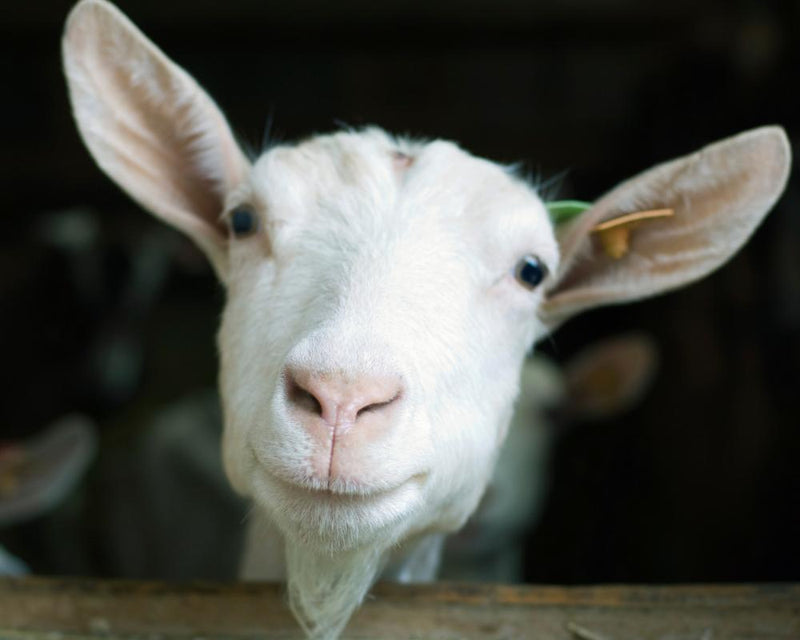 Monty Hall Goat Puzzle: Should You Switch to Win the Valuable Goat