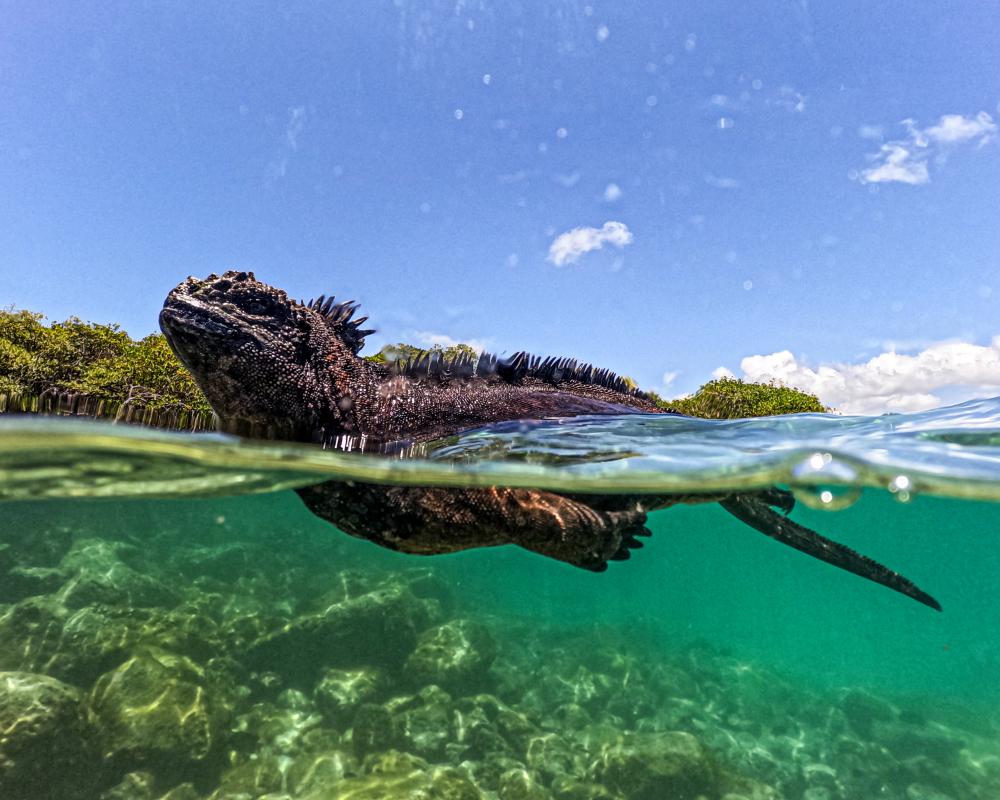 Galápagos Animals Reveal El Niño's Deadly Impact on Ecosystems