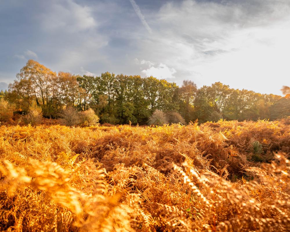 Autumn Spotter: Track England's Changing Tree Colours
