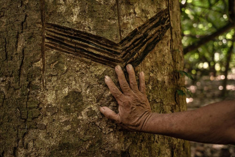 Carbon Fever Threatens Indigenous Rights in Bolivian Amazon