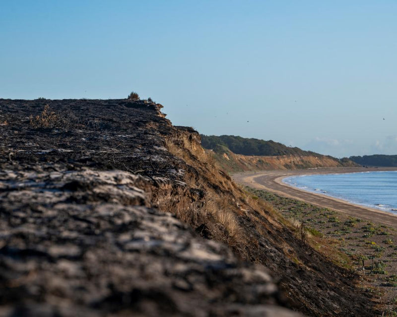 Dunwich Heath Fire Devastates Wildlife: What Happened?