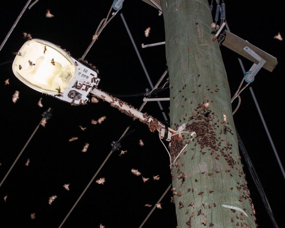 Bogong Moth Revival: How Citizen Science Tracks Their Comeback