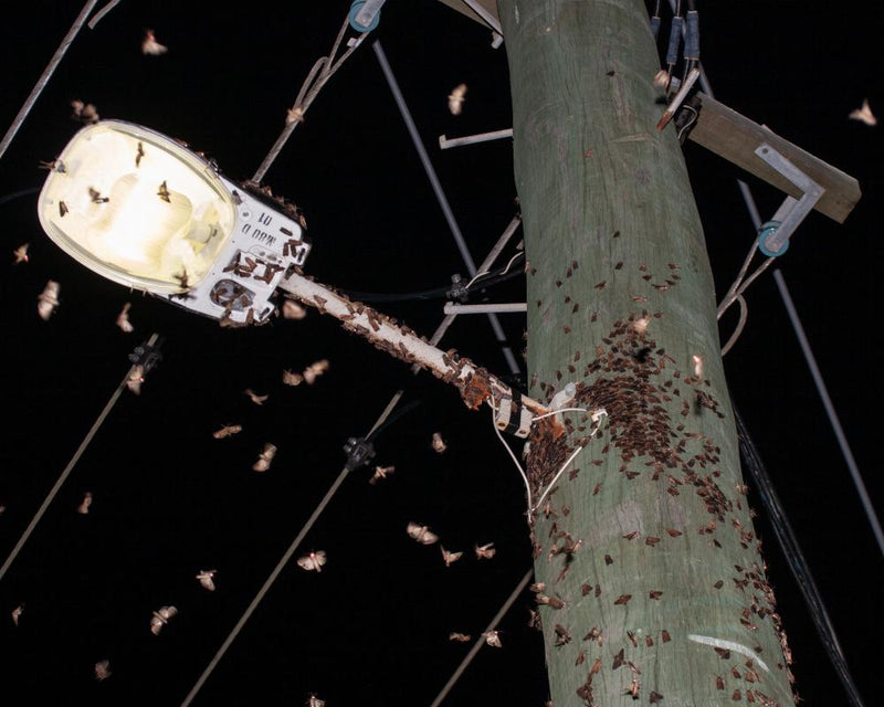 Bogong Moth Revival: How Citizen Science Tracks Their Comeback