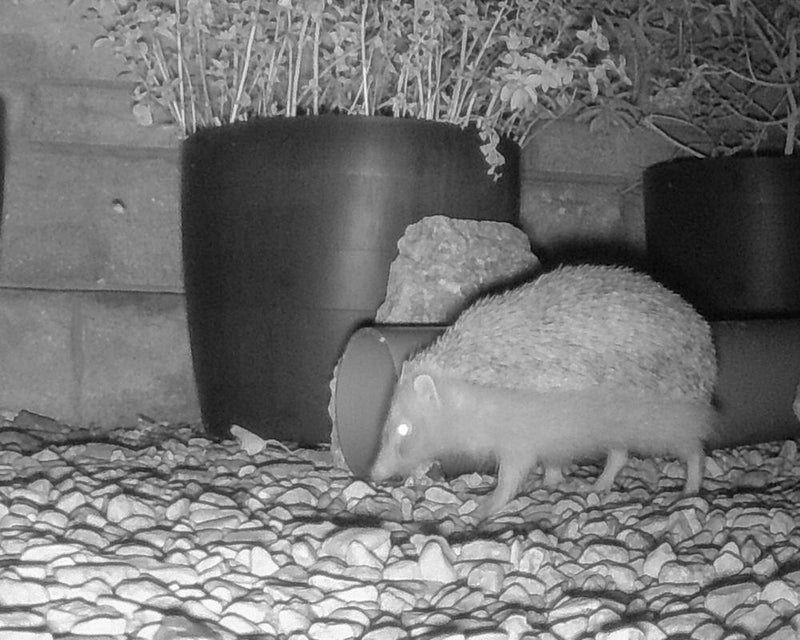 Trail Cam Drama: Somerset's Hedgehog and the Elusive Snow Leopard
