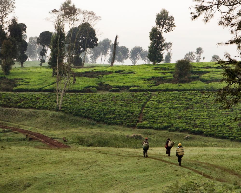Kikuyu Land Documentary Exposes Kenya's Stolen Land Fight