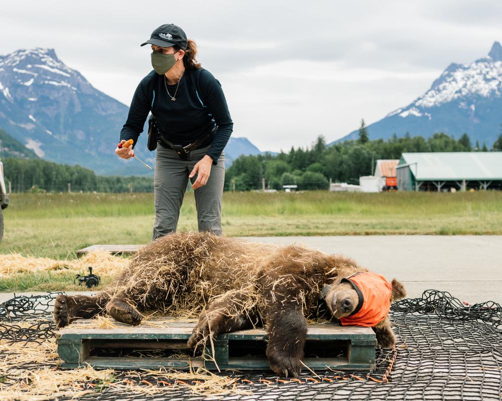 Orphan Bear Rehabilitation Fails: Why Well-Fed Cubs Die in the Wild