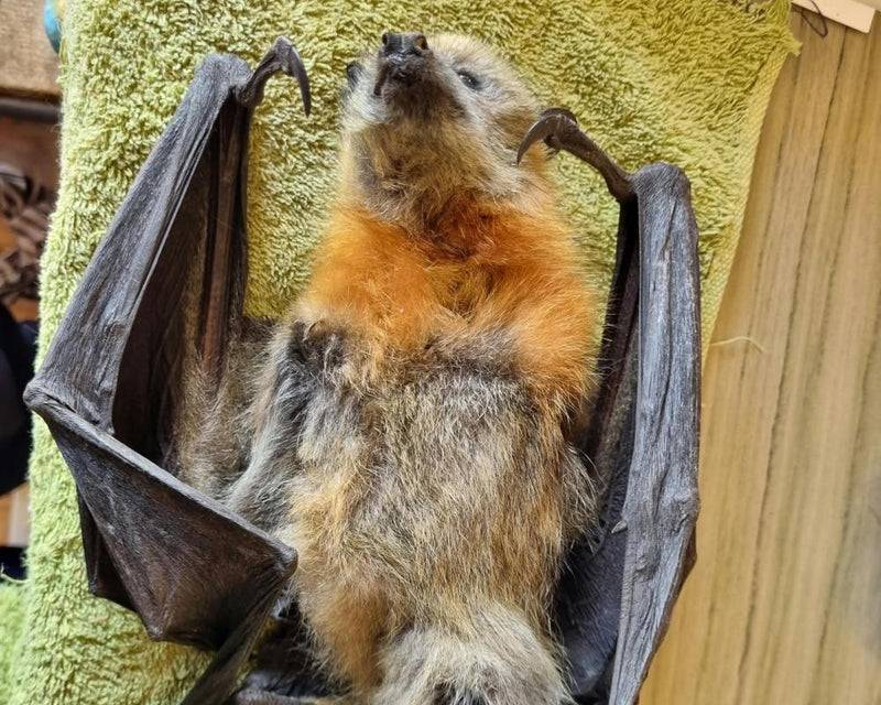 Flying Foxes Starving in NSW and Victoria Food Crisis