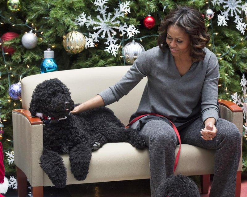 Obama Family Dog Sunny Dies: Remembering a Force of Nature