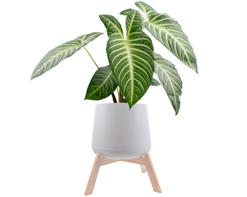 Quarantine New Plants: Essential Hack to Stop Pest Spread