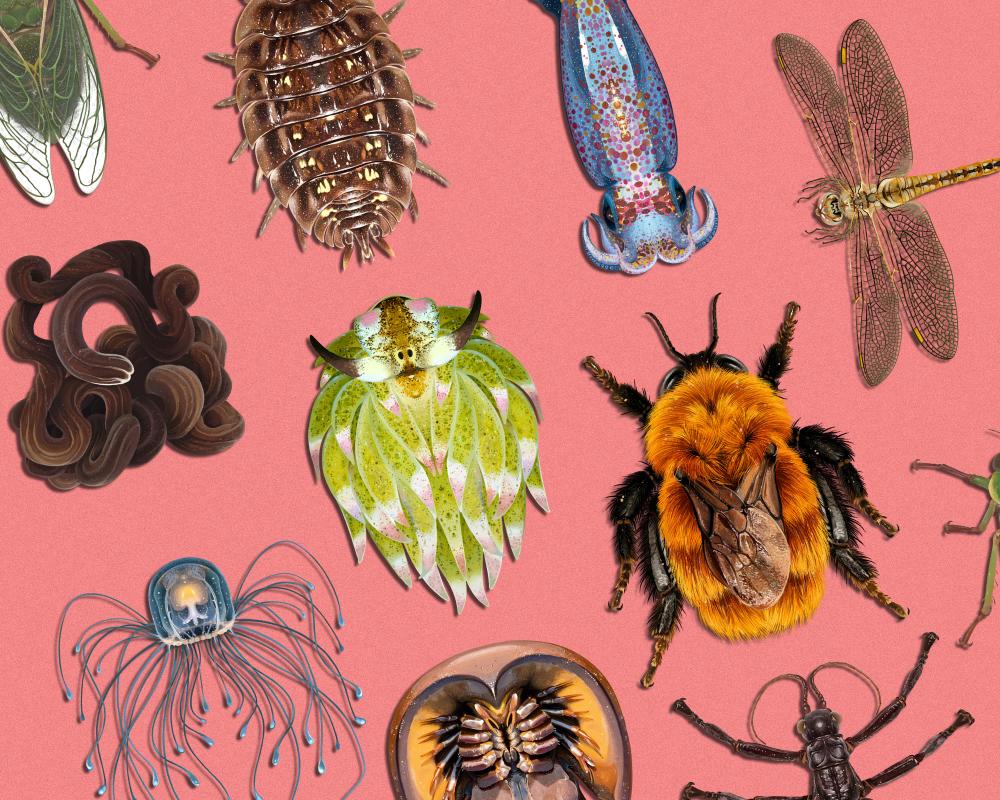 Invertebrate of the Year: Vote for Cephalopods and Bugs