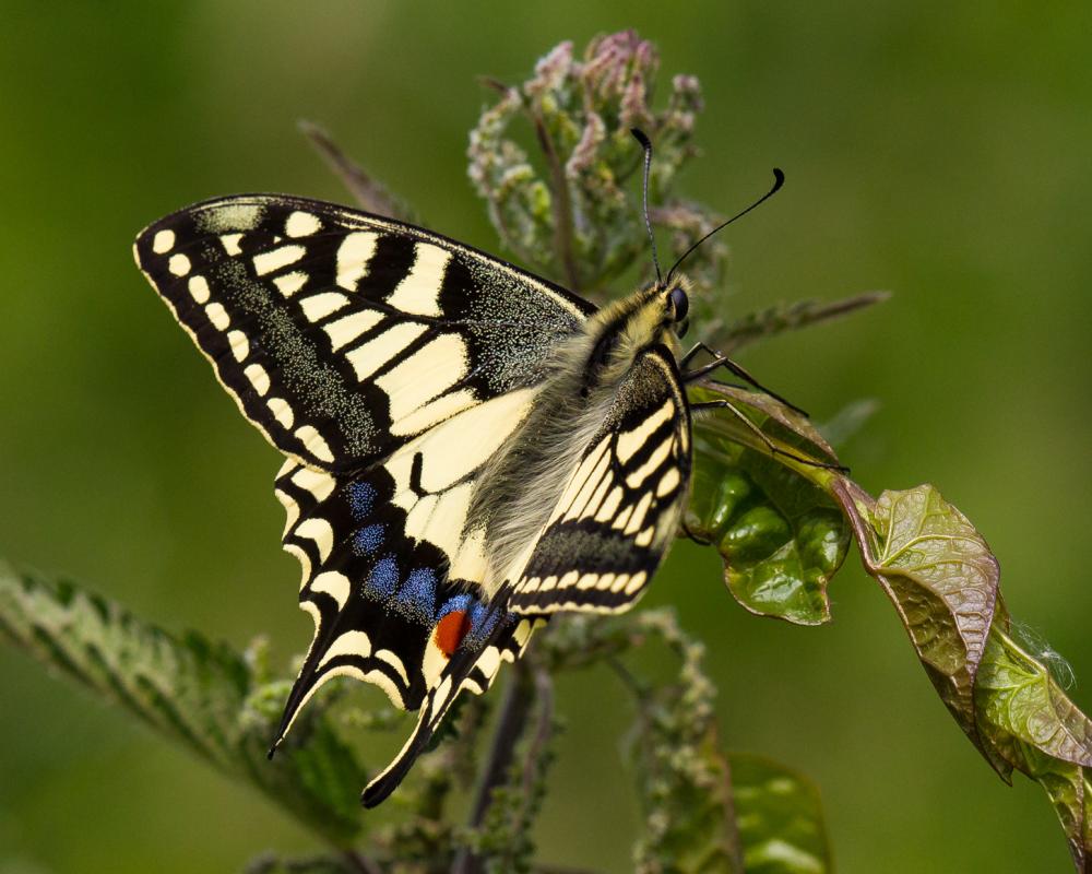 UK Tree Vaccines and Gene-Edited Butterflies: Biotechnology Projects