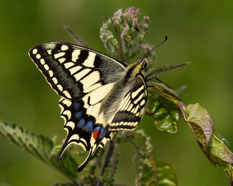 UK Tree Vaccines and Gene-Edited Butterflies: Biotechnology Projects