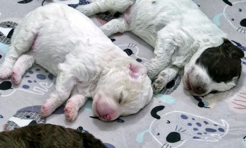 Finnish Puppy Livestream Pentulive Becomes Global Slow TV Hit