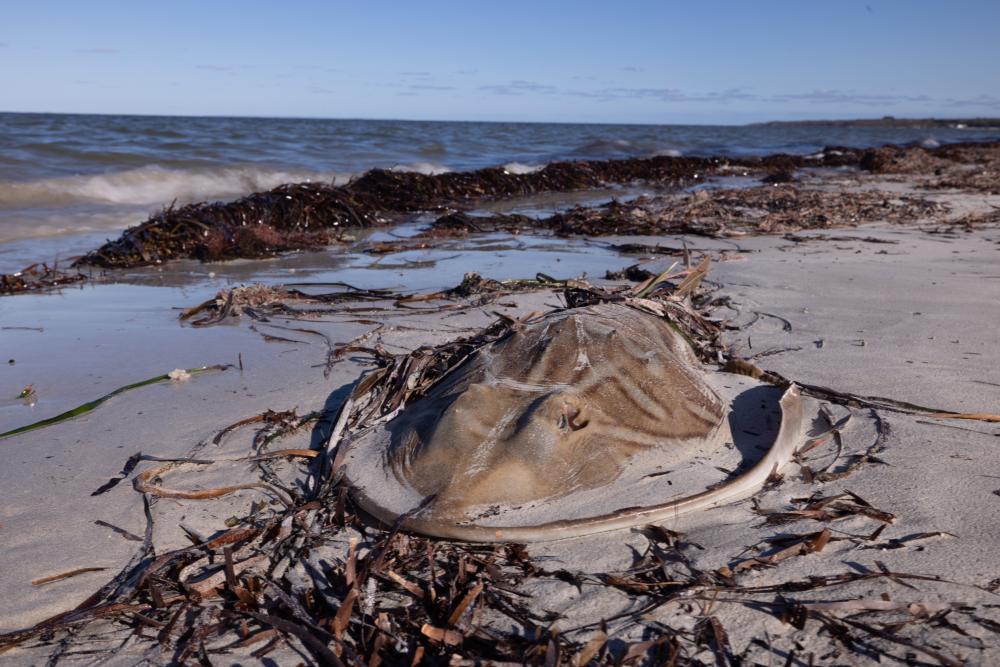 South Australia Toxic Algal Bloom Kills 8,000 Sharks and Rays