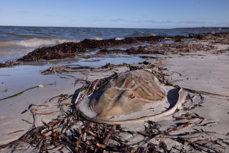 South Australia Toxic Algal Bloom Kills 8,000 Sharks and Rays