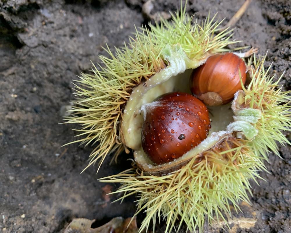 Foraging in Autumn: Why the Ancient Urge Kicks