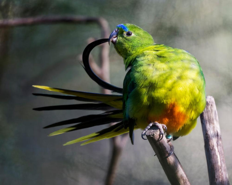 Australia Vaccinates Captive Birds Against H5 Bird Flu