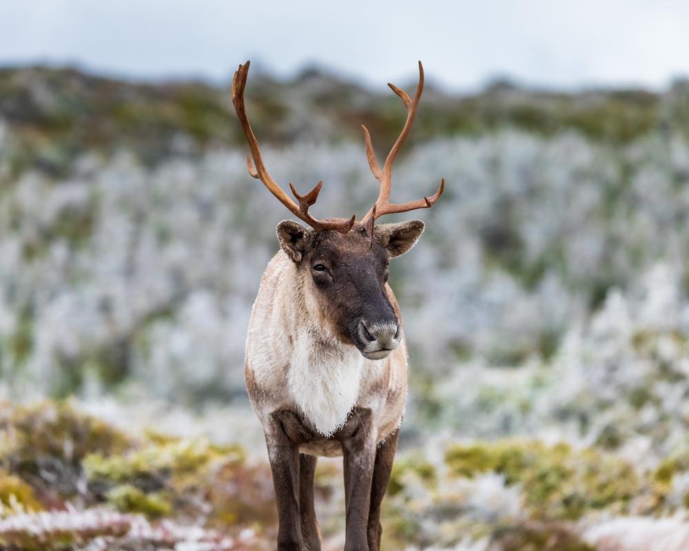 Quebec Caribou Conservation: Can Funding Save Woodland Herds