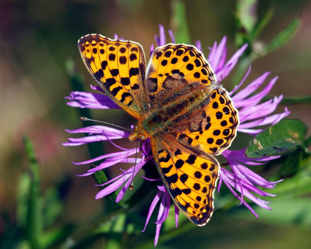 Autumn Sunshine Extends Britain's Bumper Butterfly Year