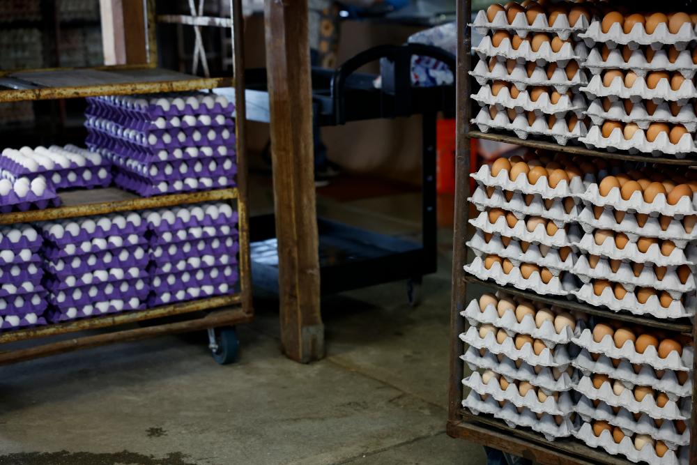 Egg Recall 2026: Salmonella Outbreak Hits 17 States