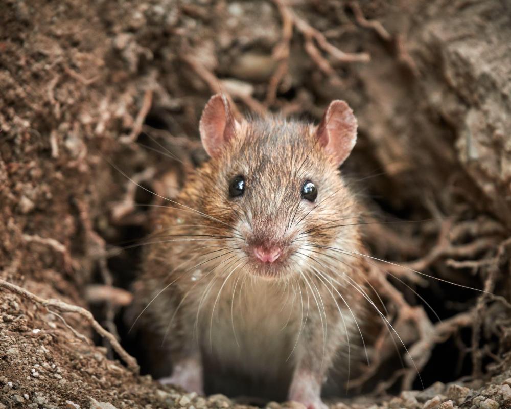 Rats on the Rise: Global Heating Fuels Infestations and New Control