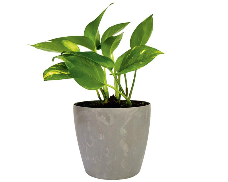 Pothos Propagation Hack: Do Pothos Cuttings Speed Rooting