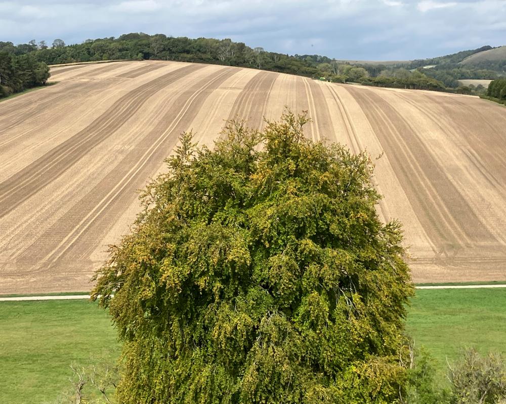 Stubble Fields: Changing Face of Farming and Environment