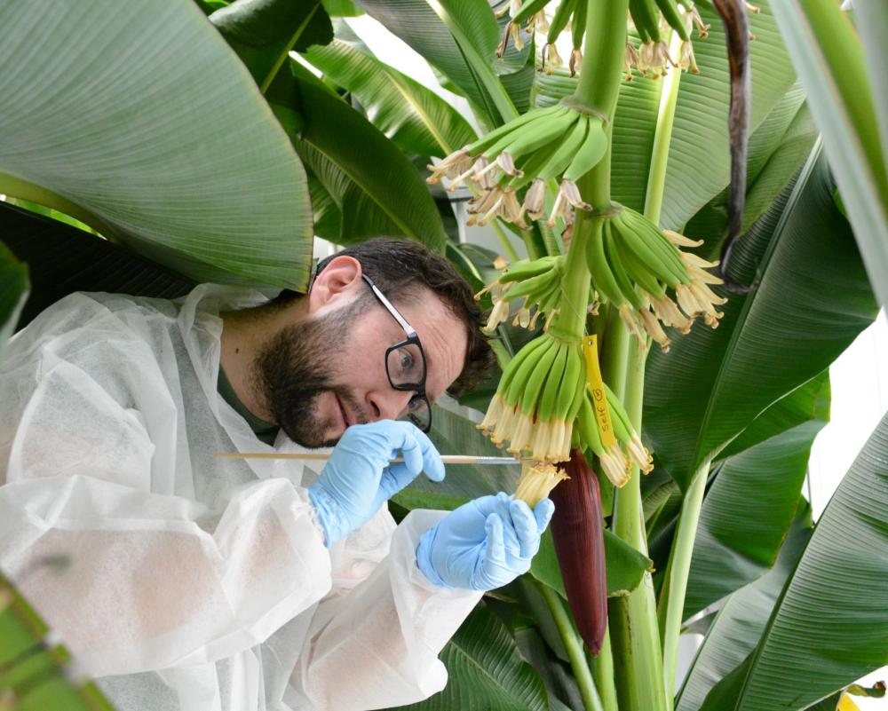 Fertile Cavendish Banana Offers Hope Against Extinction Threat