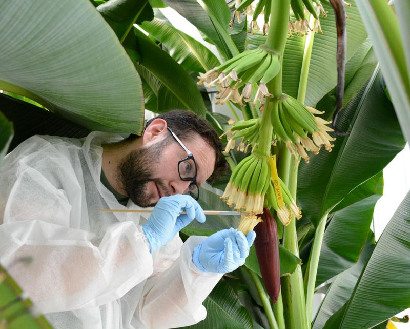 Fertile Cavendish Banana Offers Hope Against Extinction Threat