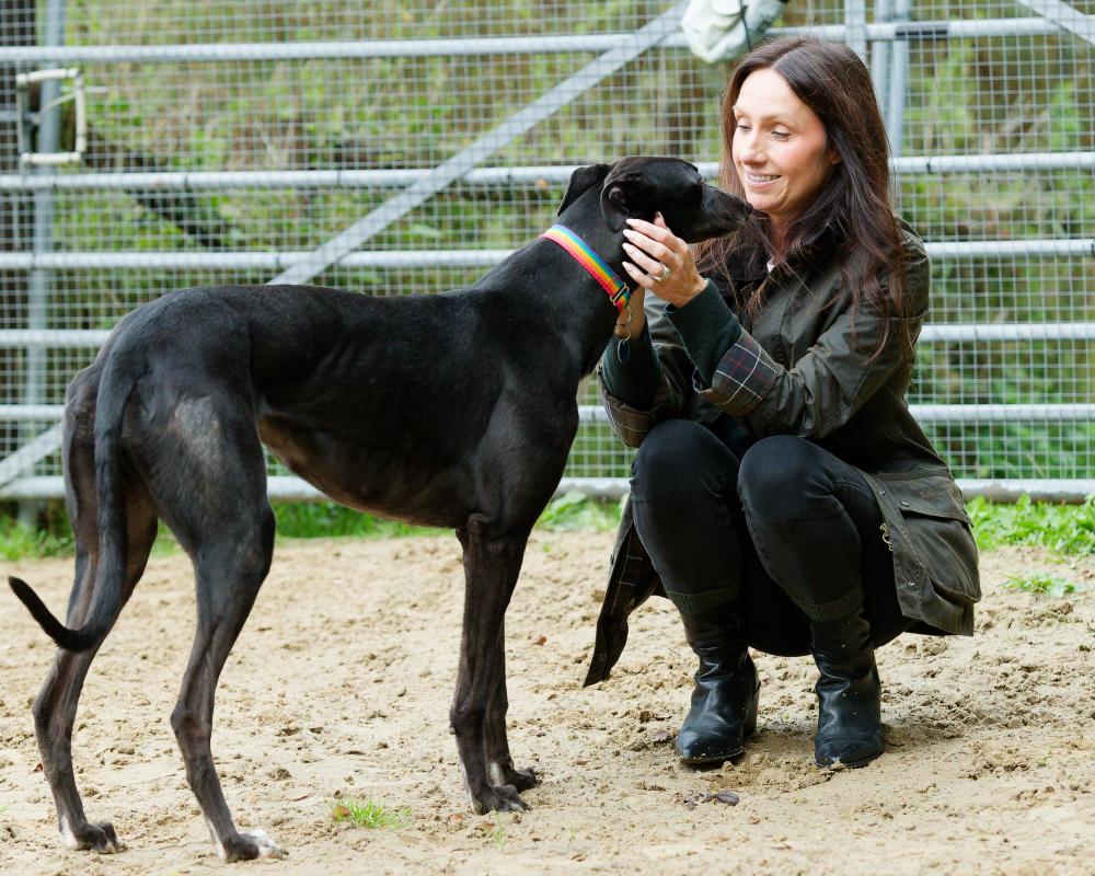 Welsh Greyhound Racing Ban Sparks Rehoming Standoff