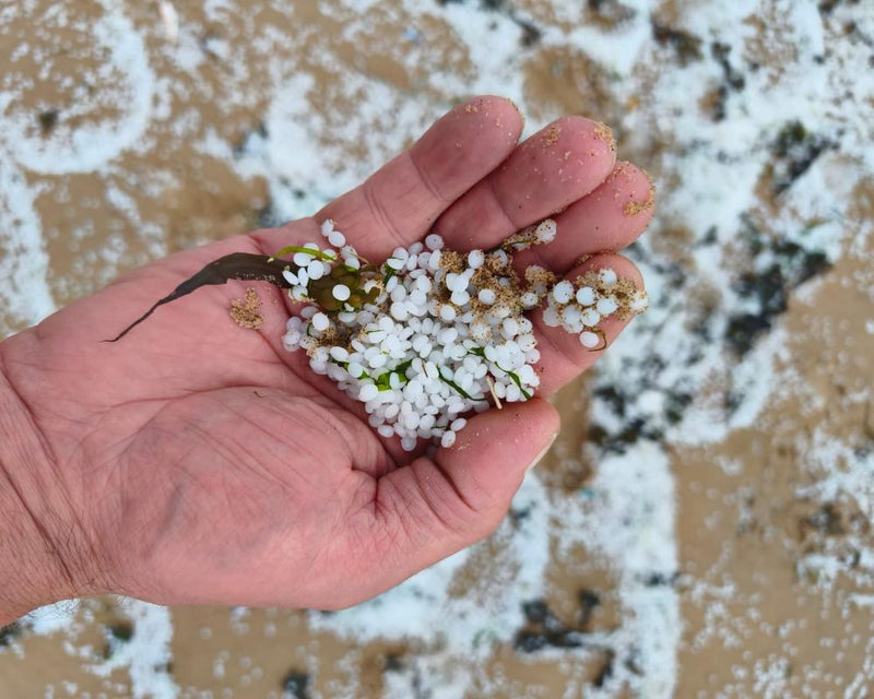 Nurdle Hunt: Plastic Pellet Pollution on UK Beaches