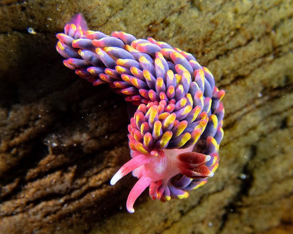 Rainbow Sea Slug: A Showbiz Star of UK Rock Pools