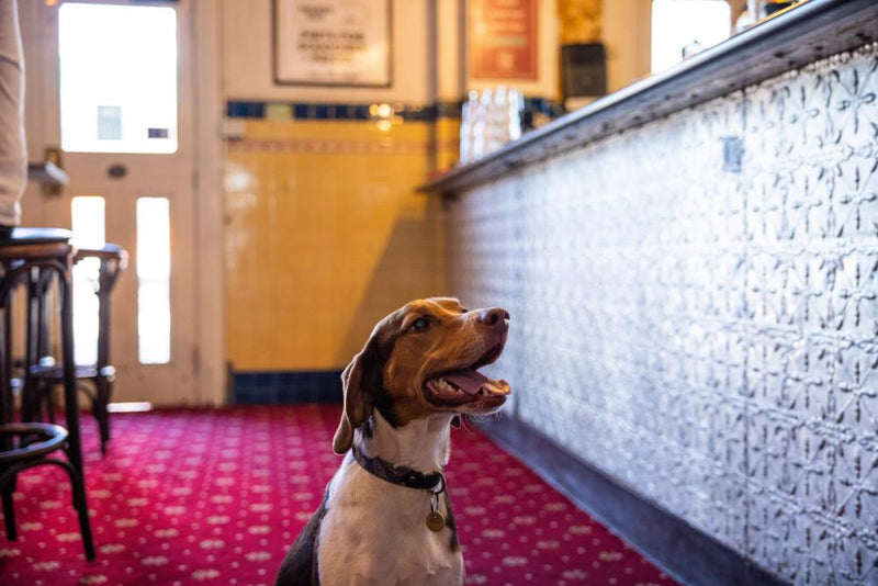 Dog-Friendly Pubs in Victoria: New Rules for Dogs in Venues