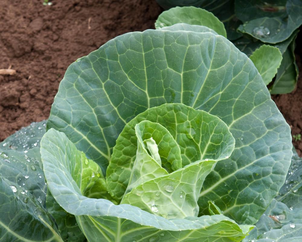 Grow Spring Cabbages Now: Sowing Tips for a Fresh Harvest