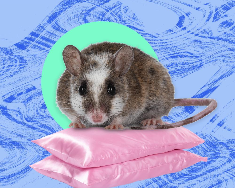 Rats Six or Seven Deep: A Dormitory Horror Story and Pest Control