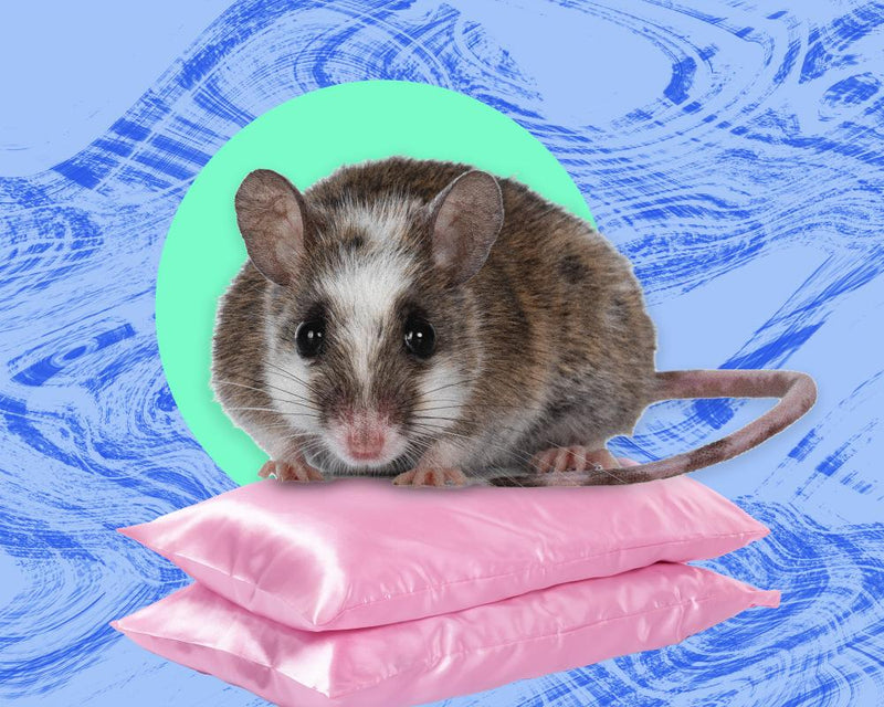 Rats Six or Seven Deep: A Dormitory Horror Story and Pest Control